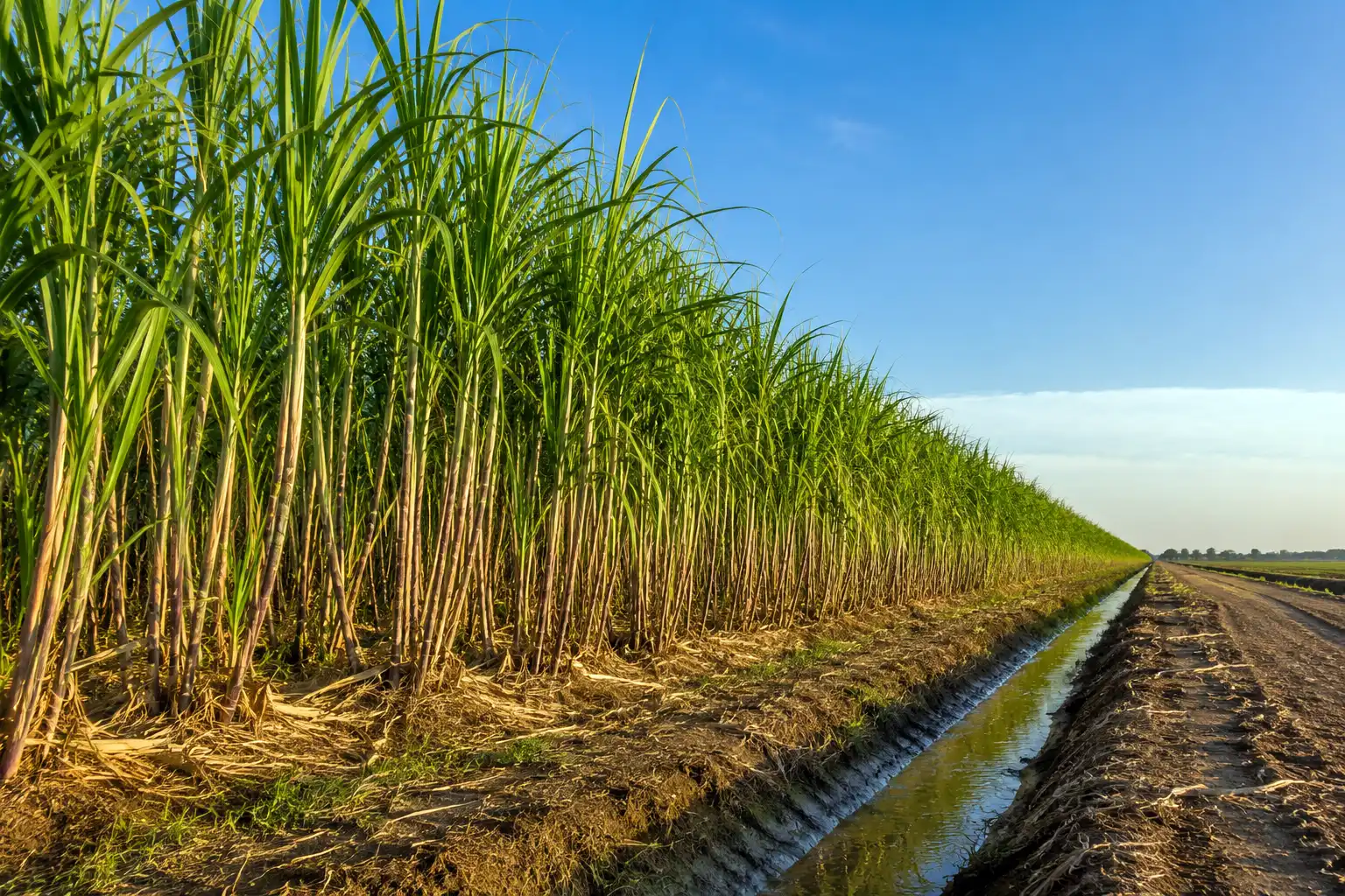 A tall, healthy sugarcane field growing in a warm subtropical region with good drainage and full sun.