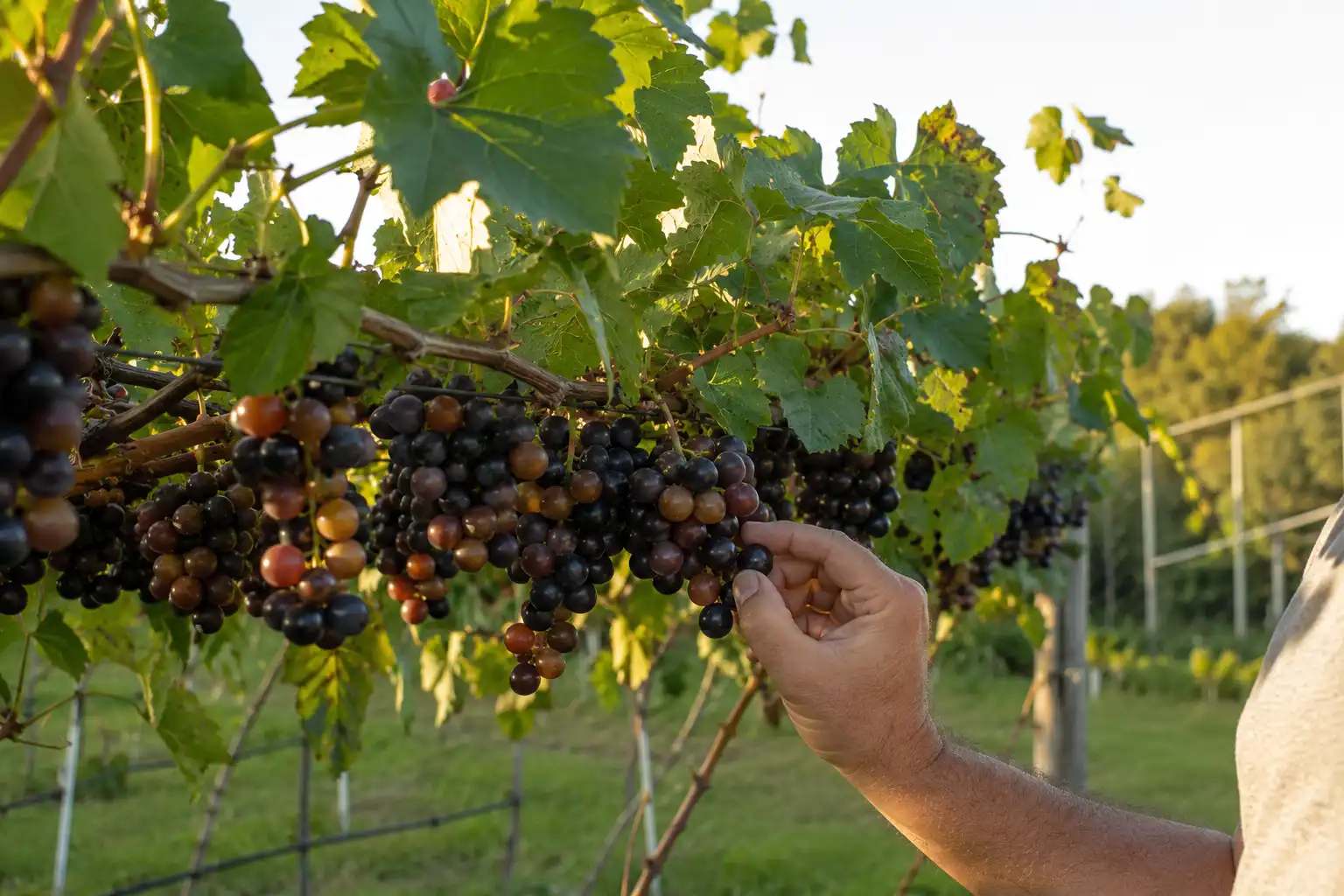 Mature muscadine grapevine on a high-wire trellis loaded with ripe grapes at harvest