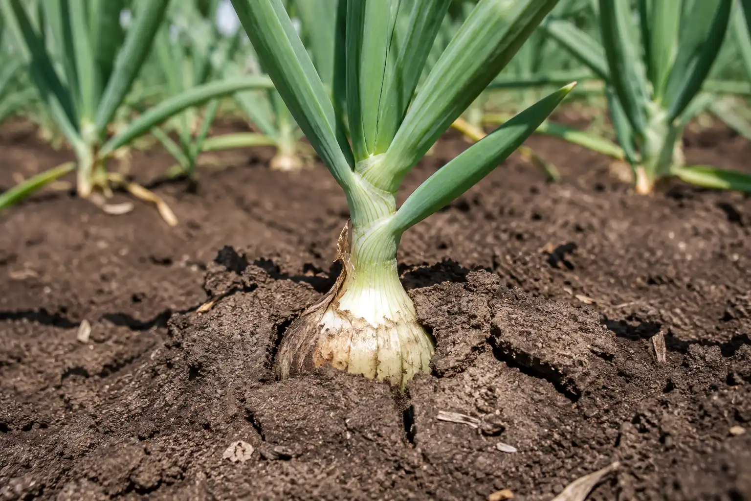 Onion at bulb initiation with a soft neck and cracked soil ring, the point to stop fertilizing onions with nitrogen.