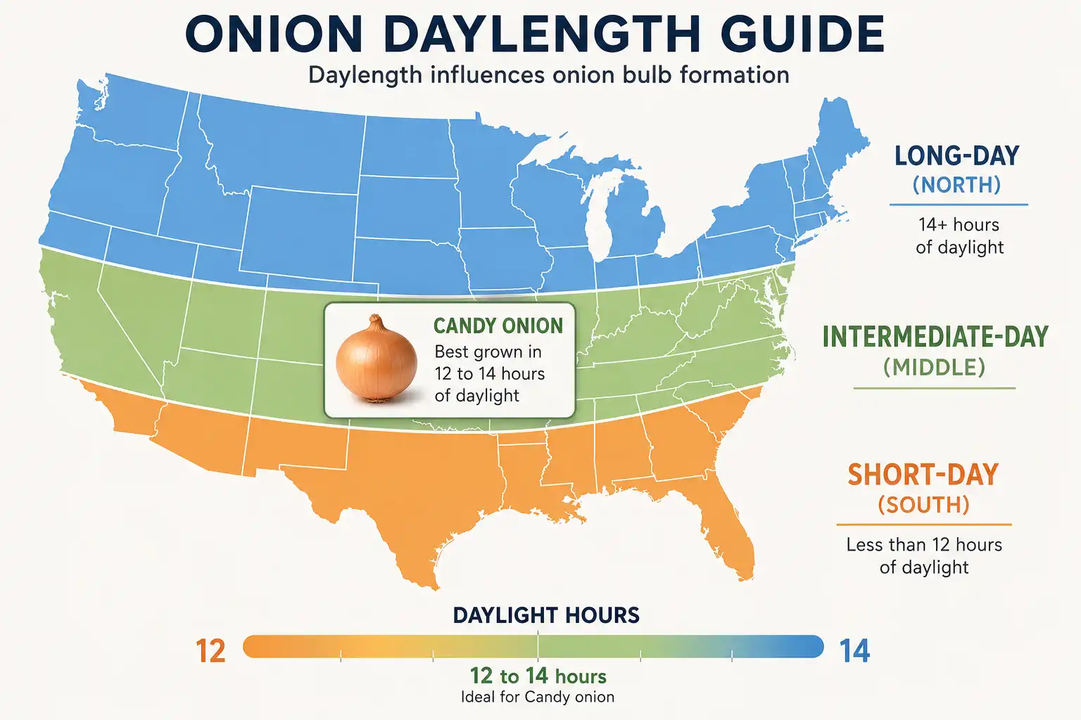US map of short-day, intermediate-day, and long-day onion zones with candy onions in the intermediate band