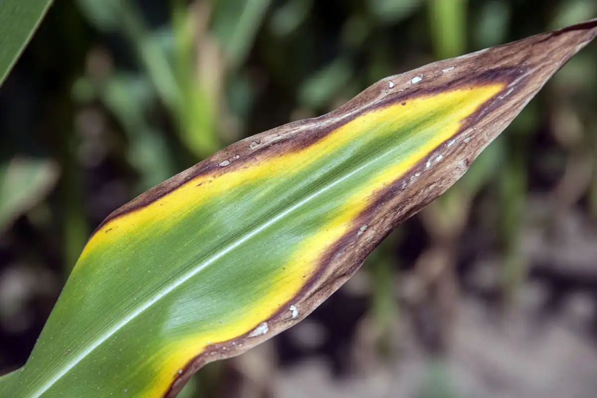 Corn leaf with potassium deficiency showing yellow and brown scorched margins and a green midrib