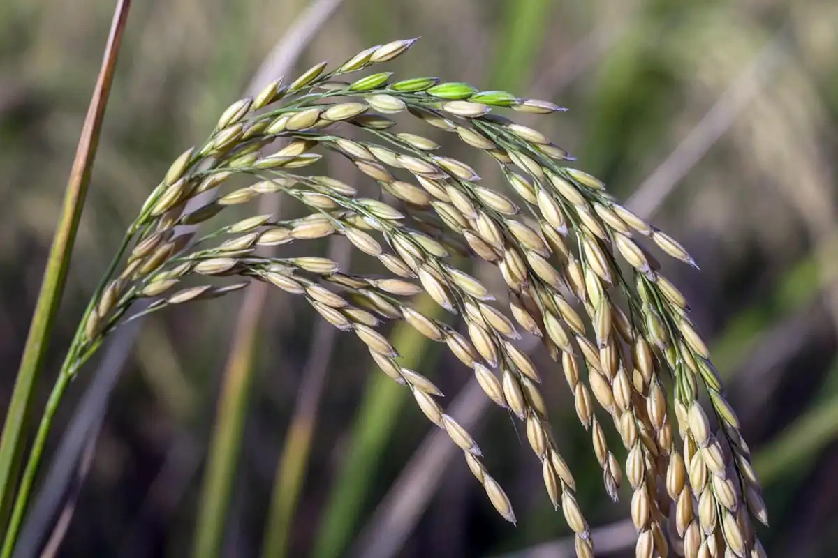 Mature rice panicle with about 85 percent straw colored grains
