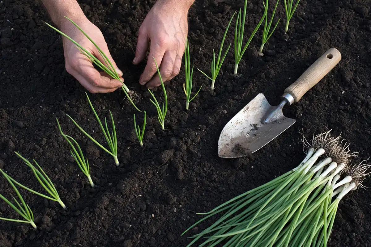 Farmer transplanting candy onion seedlings at proper spacing into a prepared garden bed