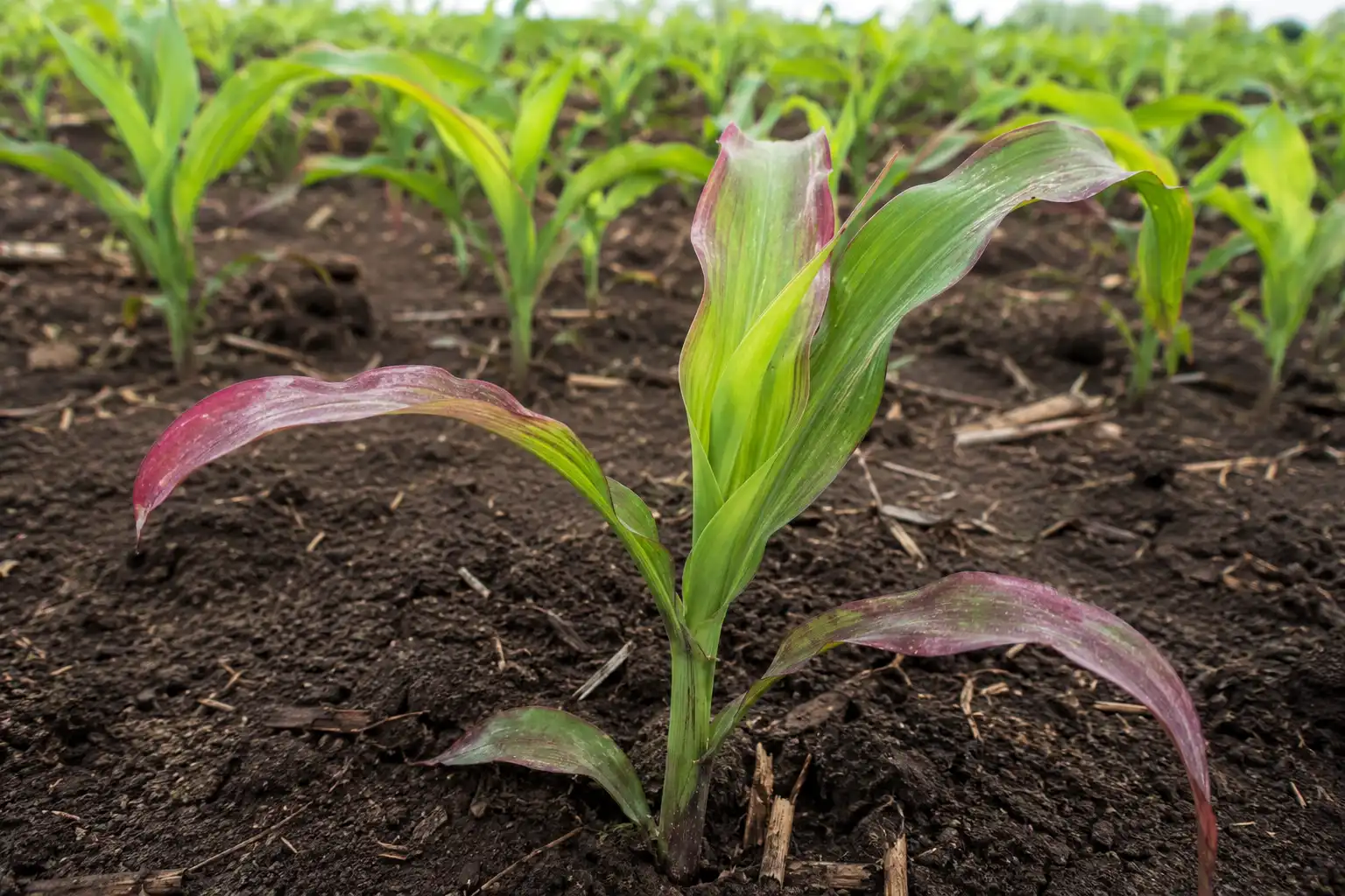 Corn seedlings with a purple leaf tint that signals phosphorus deficiency 11-52-0 fertilizer can correct