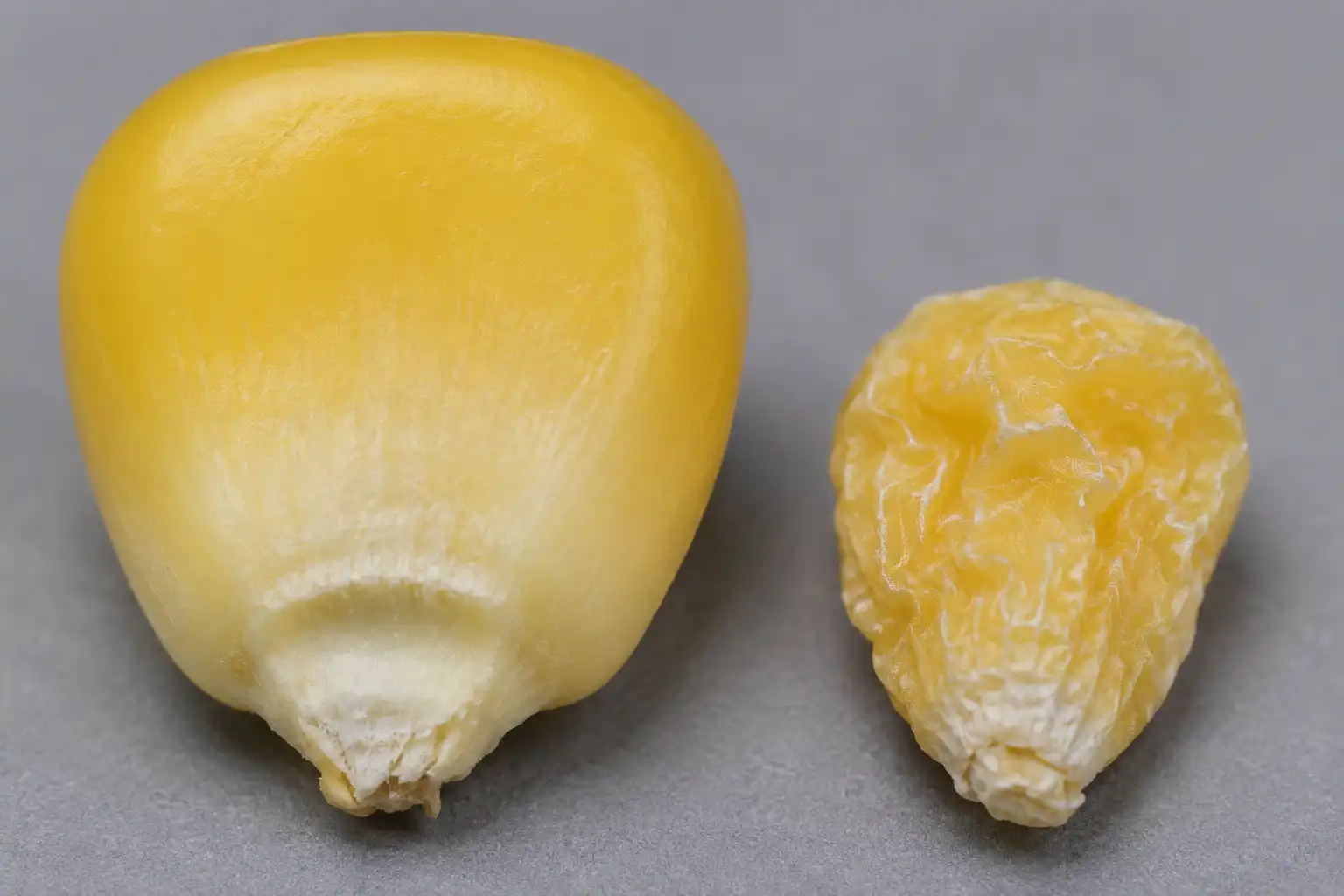 Comparison of a plump standard sweet corn seed and a lighter shriveled supersweet sh2 seed that raises seeds per pound