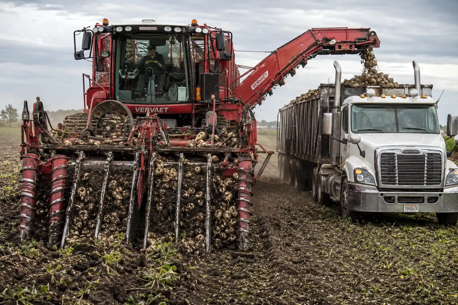 Multi-row harvester lifting sugar beets from the soil and loading them into a truck