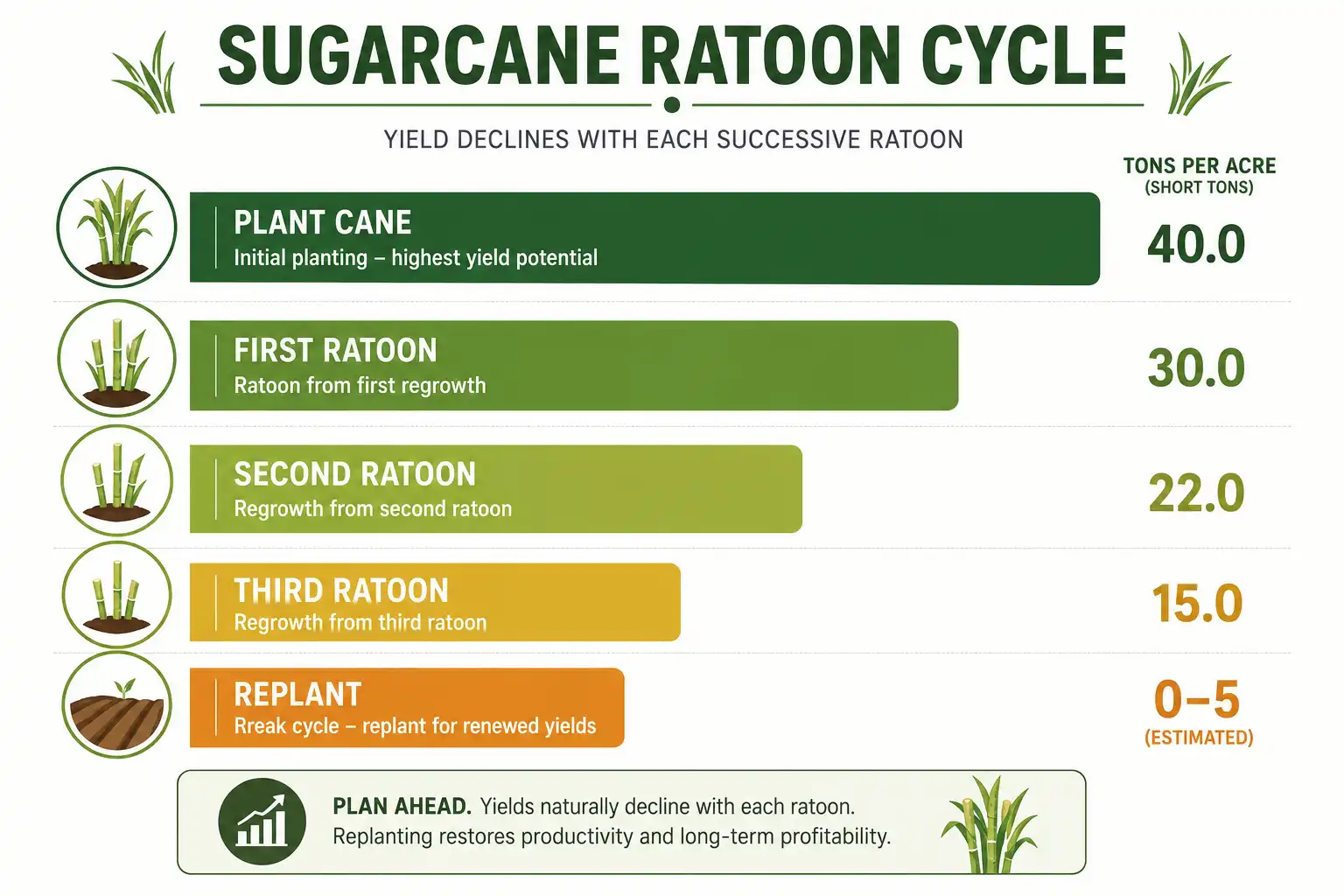 Infographic of sugarcane yield declining from plant cane through successive ratoons before replanting