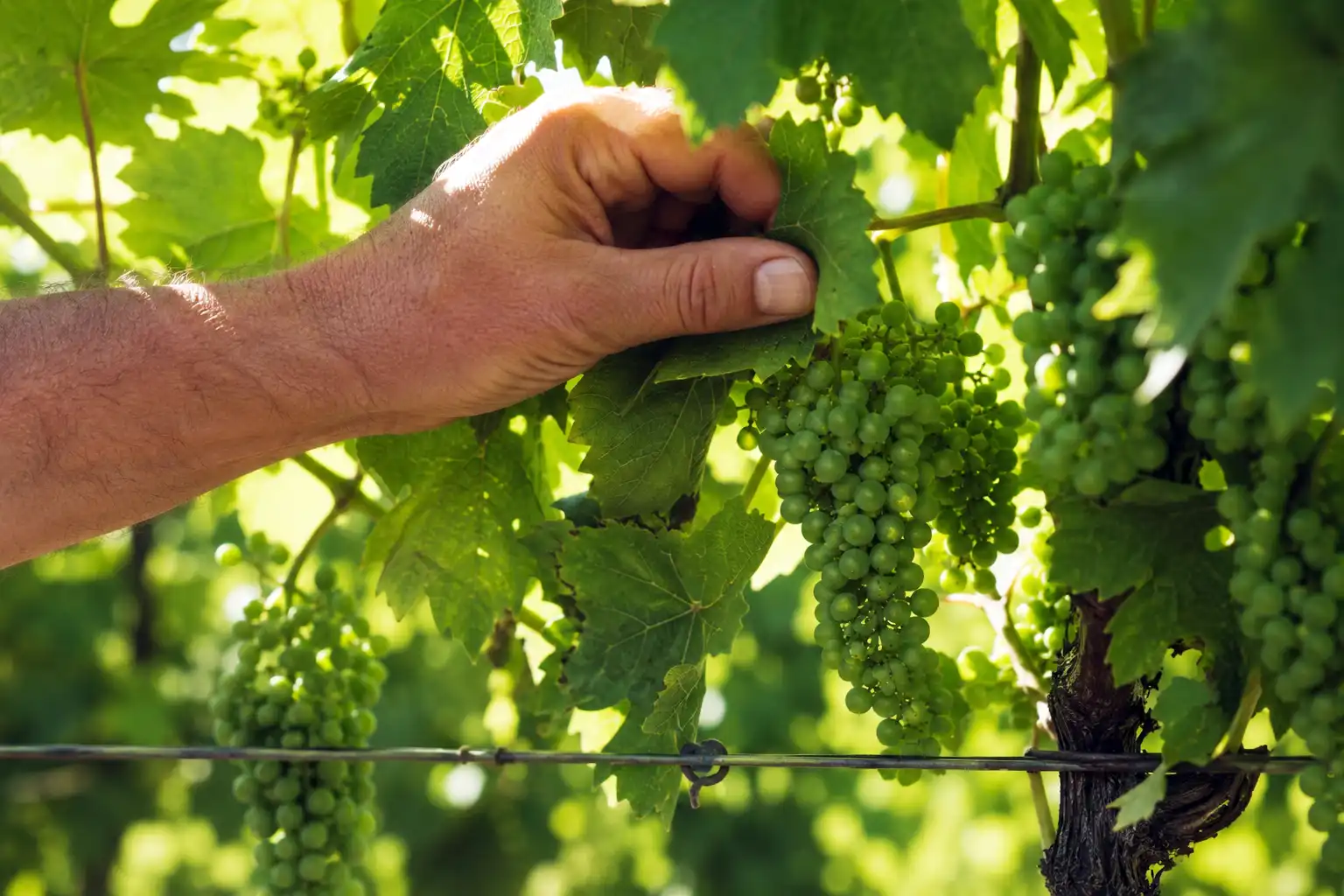 Summer leaf pulling around green grape clusters to open the fruit zone for sunlight and airflow