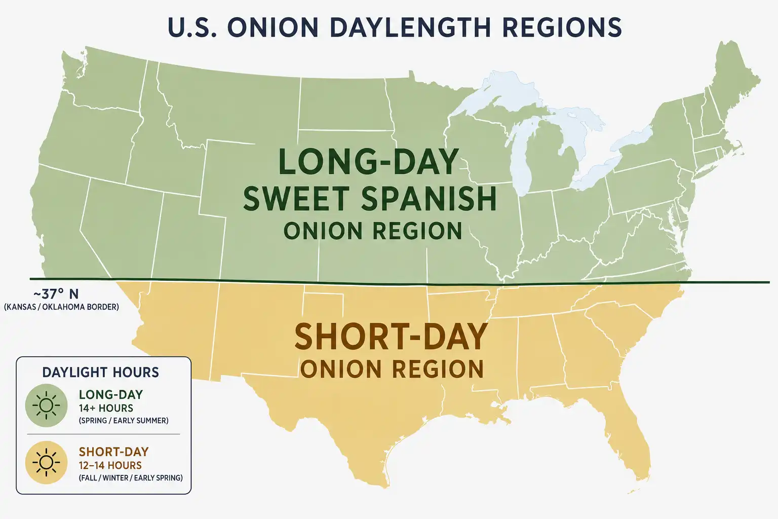 United States map of long-day Sweet Spanish onions grow best north of the 37th parallel, with short-day onions suited to the South.