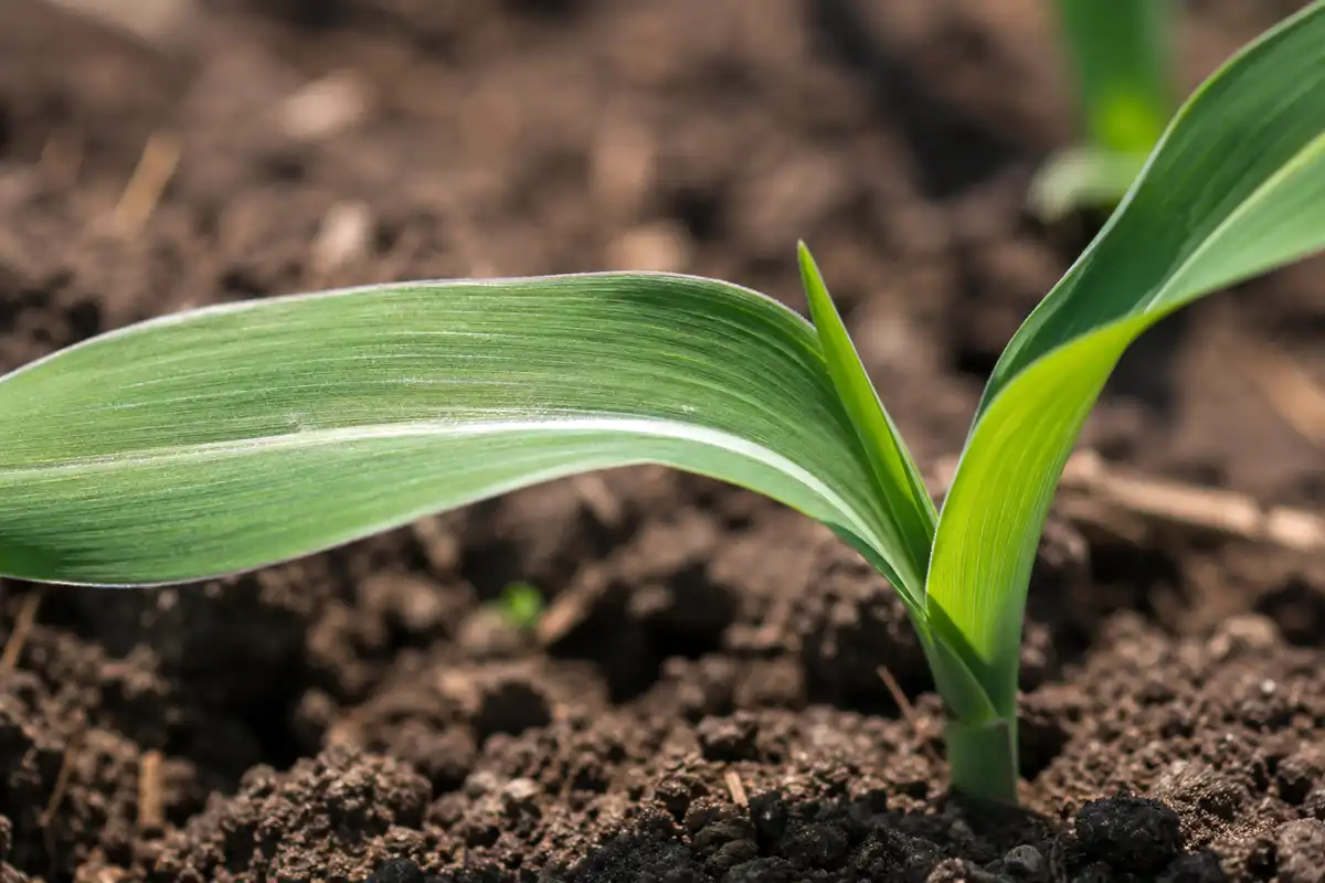 Johnsongrass seedling with a white midvein, a common weed that looks like young corn