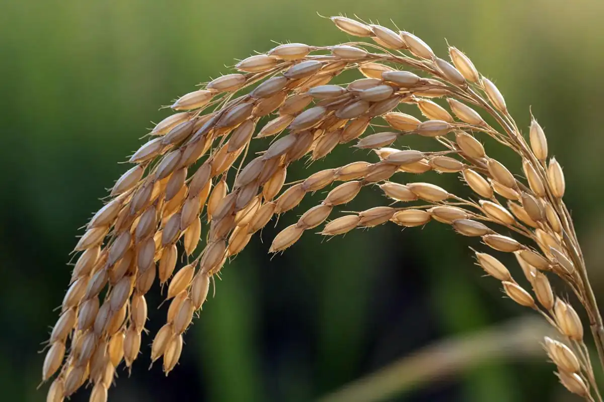 Close-up of a rice plant grain head looks like, with plump straw-gold hulls on a drooping panicle