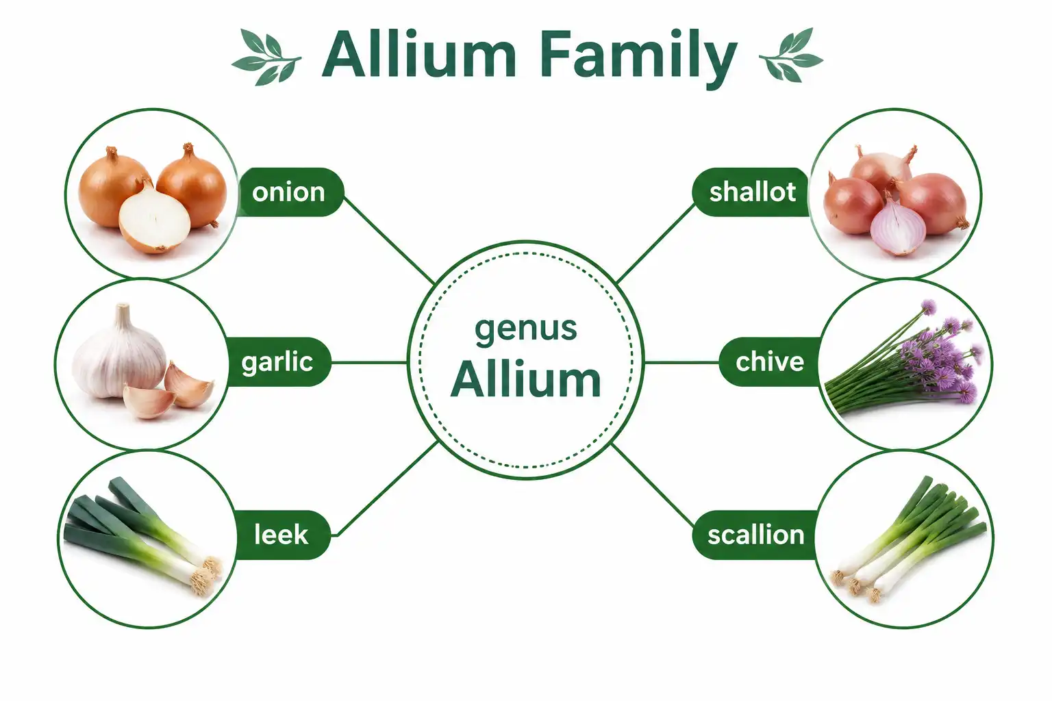 Chart of Allium family crops including onions, garlic, leeks, shallots, chives, and scallions