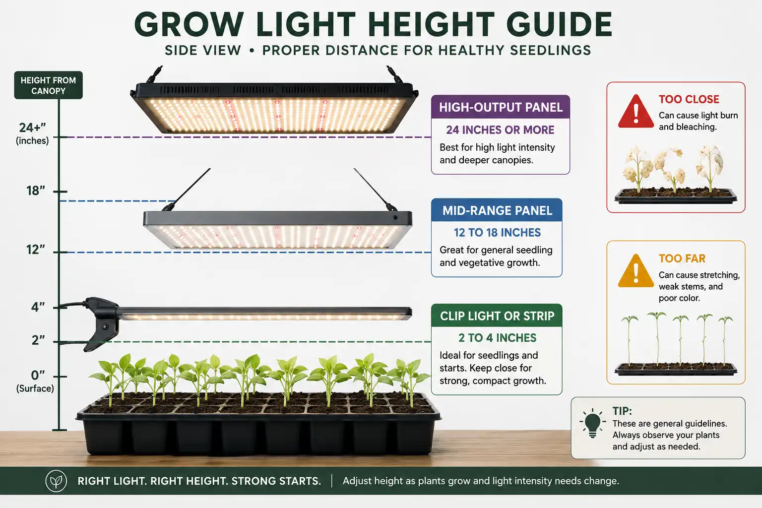 How far grow lights should be from seedlings, showing hang height by light type with bleaching and stretching warnings.