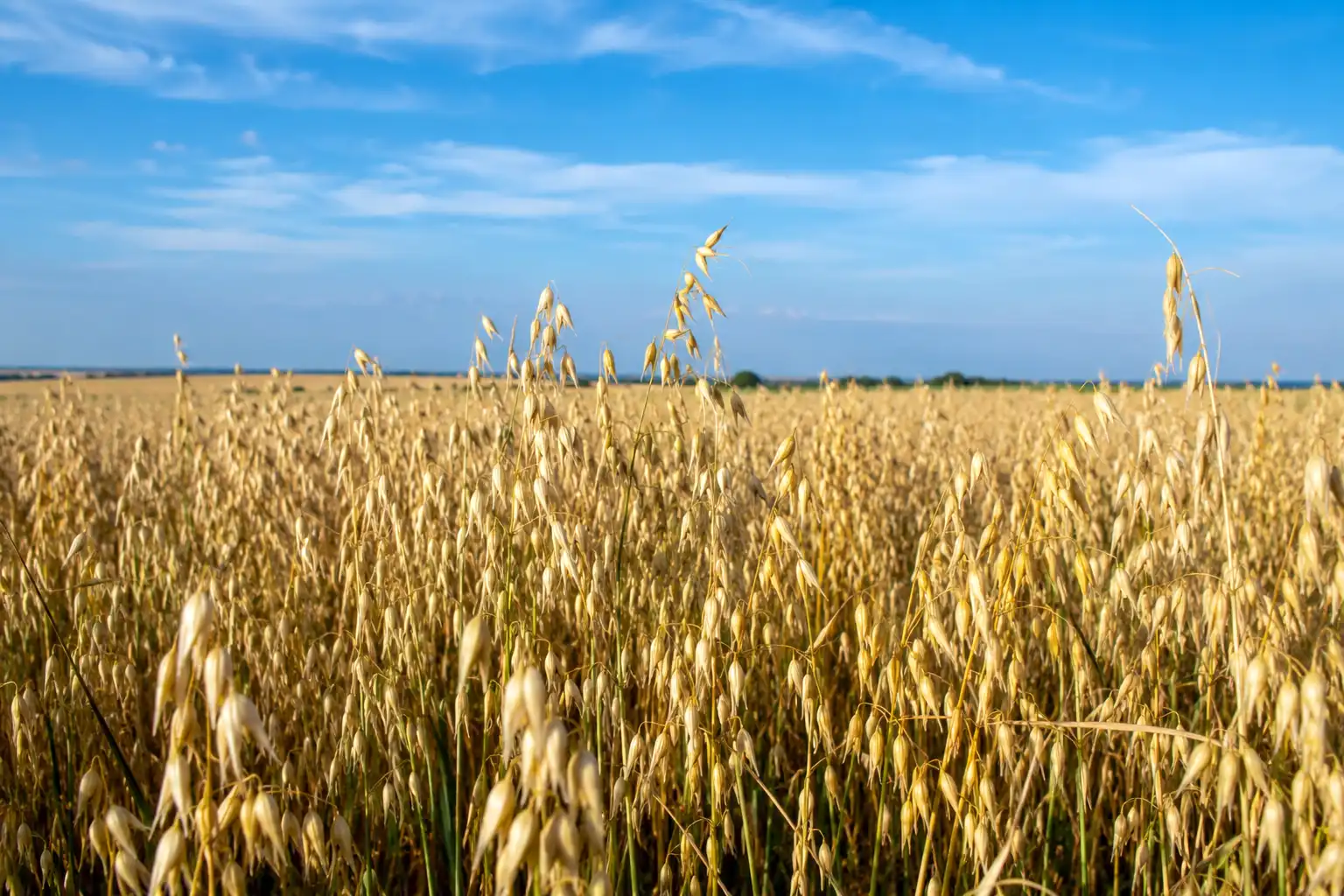 A mature golden oat field with drooping heads ready for harvest, showing ripe oat color