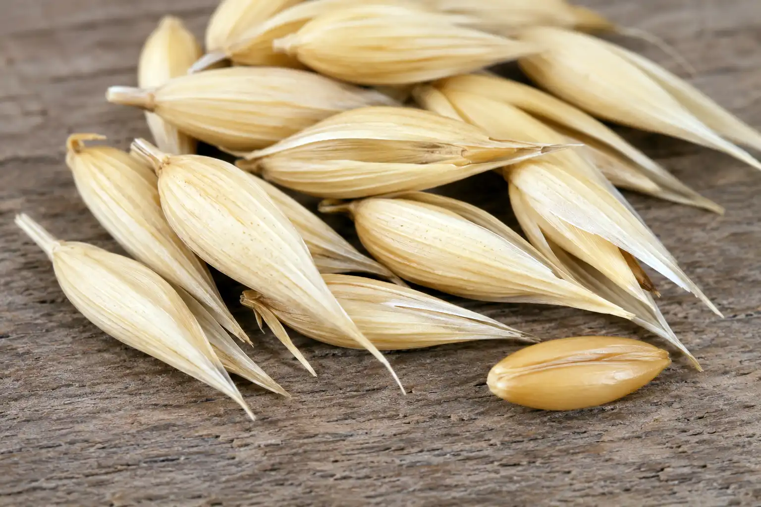 Oat grains in their papery hulls next to a bare oat groat, showing what oat seed looks like