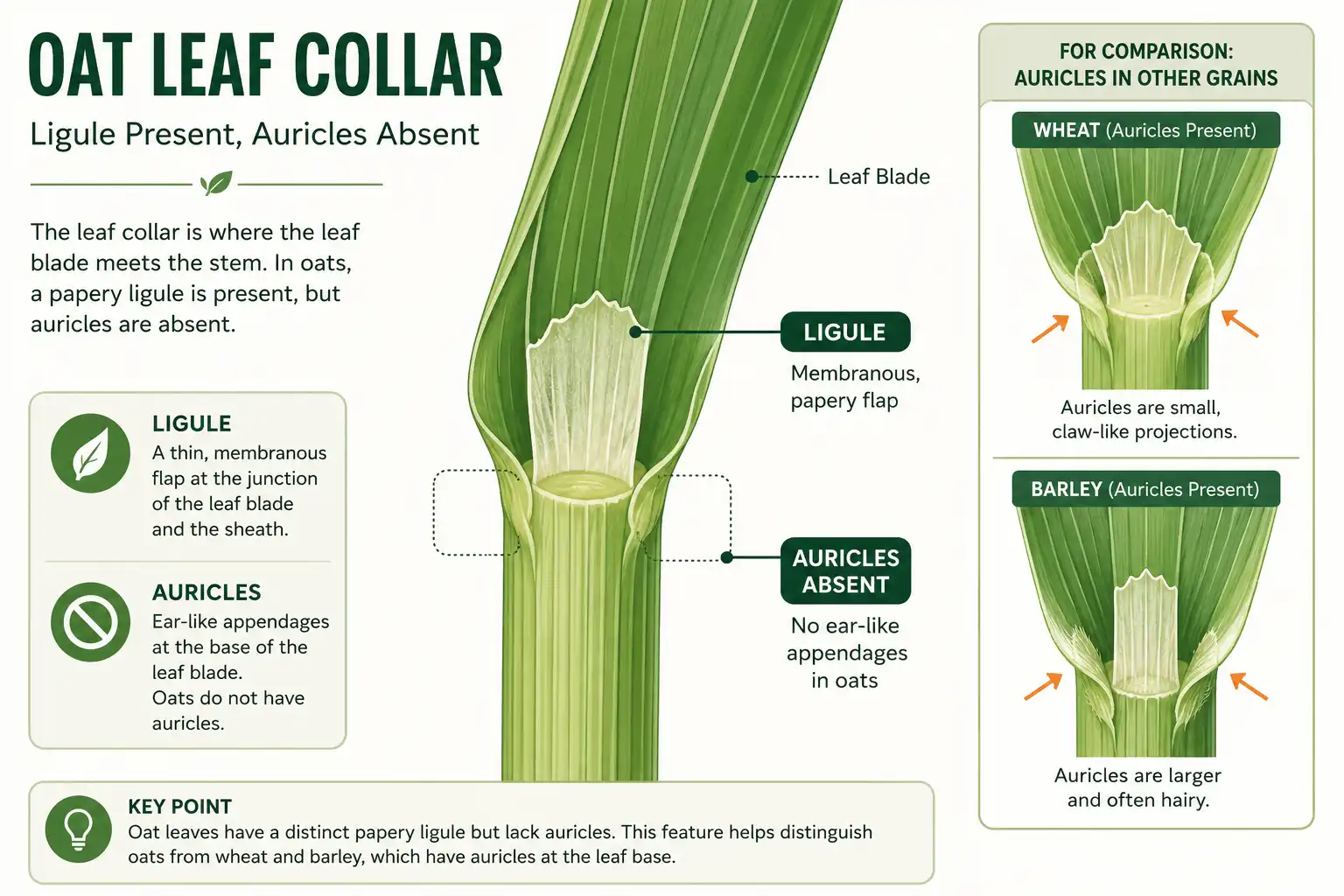Diagram of an oat leaf collar with a membranous ligule and no auricles, the key trait for identifying oats