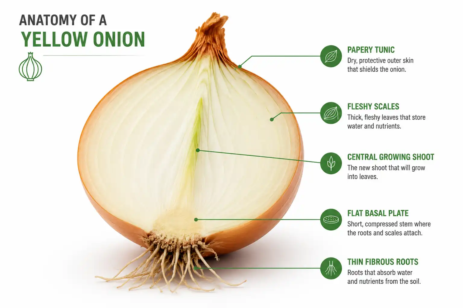 Labeled onion cross section of basal plate, fleshy scales, and papery tunic that make it a bulb, not a tuber