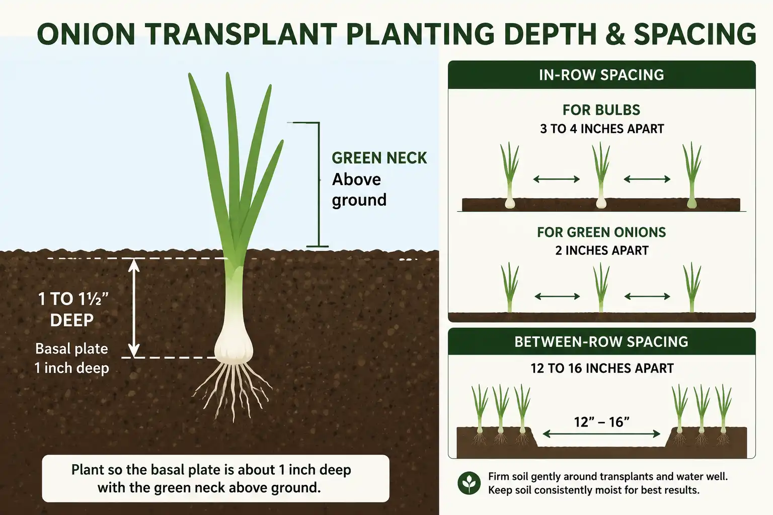 Diagram of onion transplant depth and spacing, about plants set one inch deep and three to four inches apart in rows.