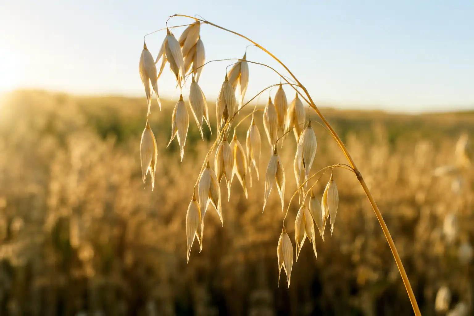 Close-up of an open, drooping oat panicle with hanging spikelets, the signature oat seed head