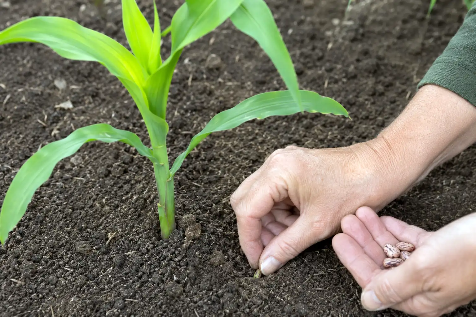 Gardener sowing pole bean seeds beside knee high corn, the right timing to grow corn and beans together