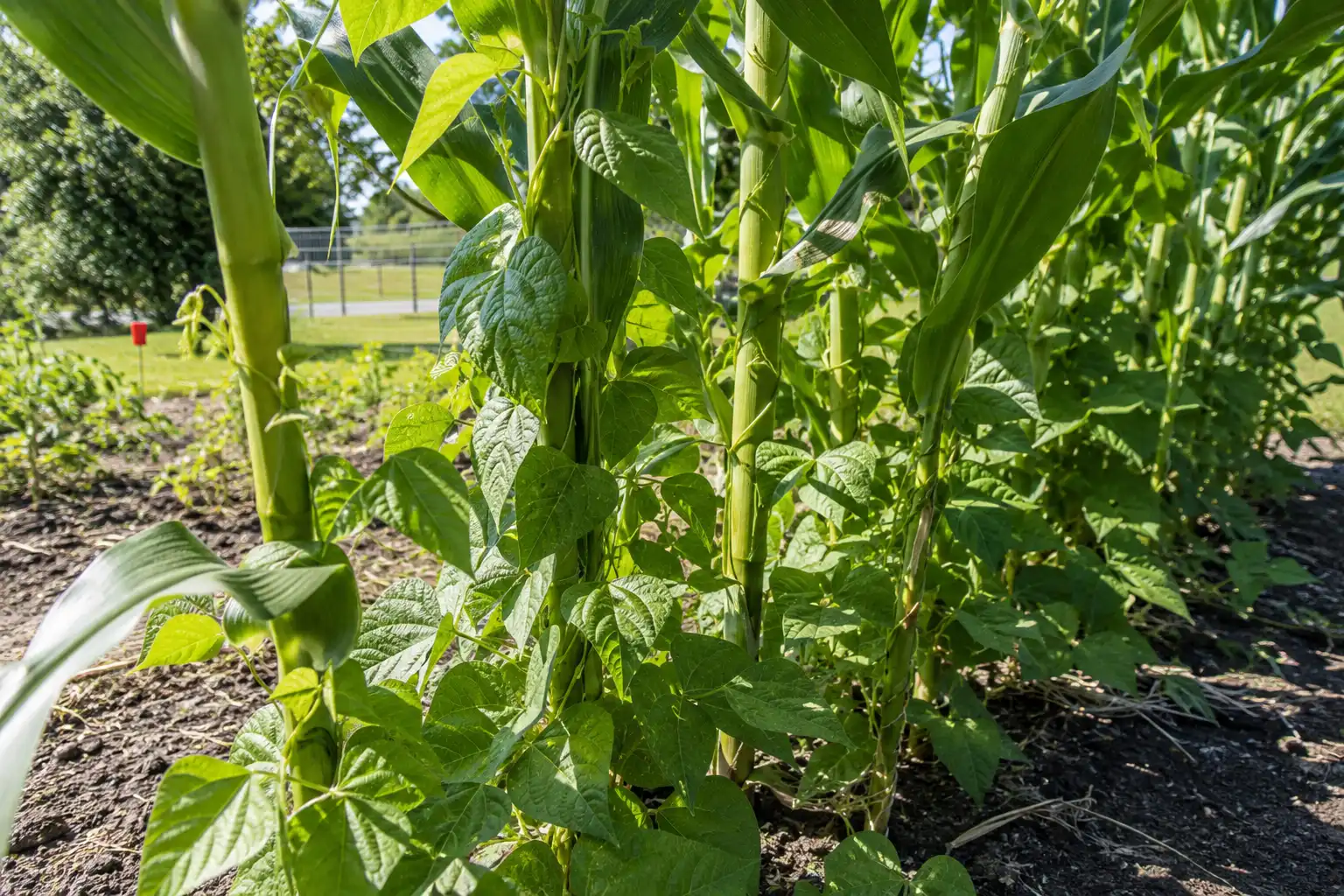 Pole bean vines climbing tall corn stalks in a sunny field, showing corn and beans growing together