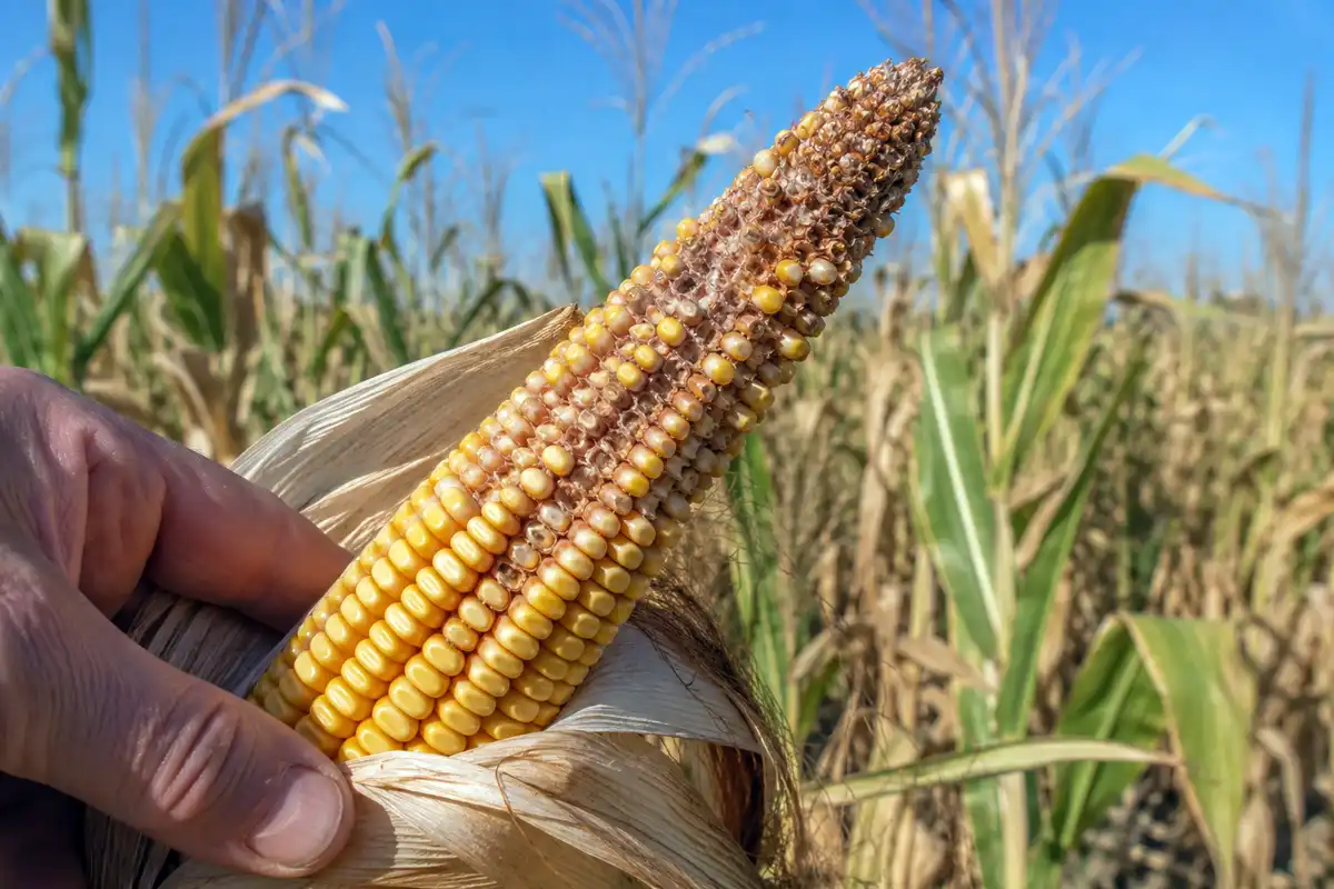 Corn ear with poor kernel set showing gaps and a bare tip caused by failed pollination