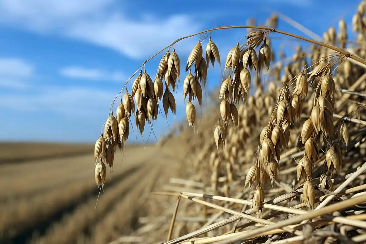 Ripe golden oat panicles at maturity, about grain ready to combine after 90 to 120 days