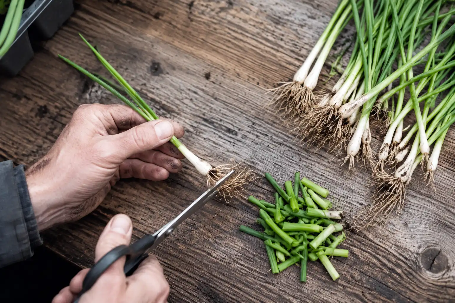 Farmer trimming an onion transplant’s roots to half an inch and tops to four inches before setting it in the soil.