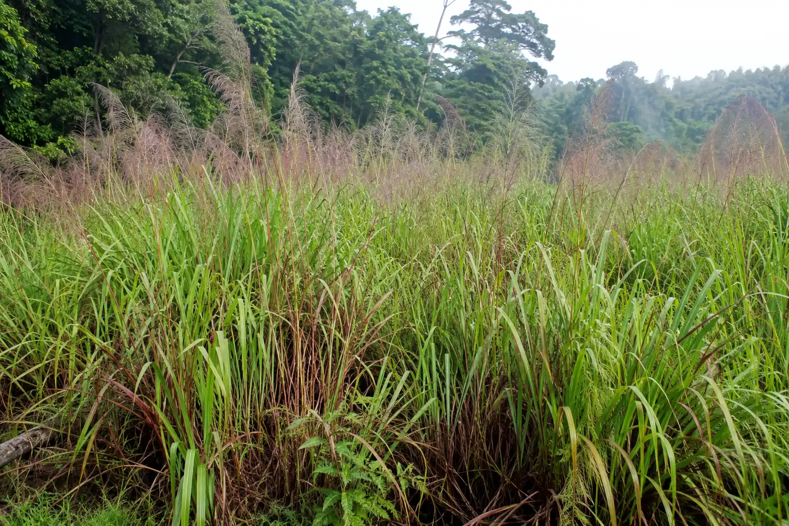 Tall wild sugarcane grass growing in a tropical New Guinea lowland, about the wild plant that noble cane came from.