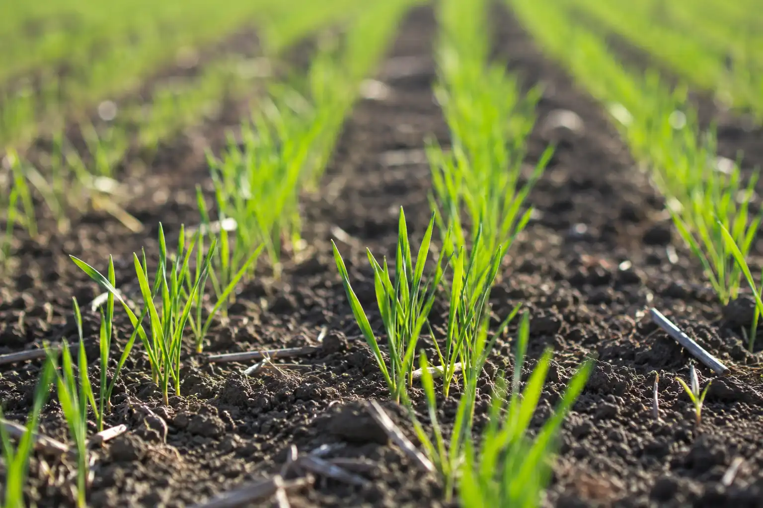 Young oat seedlings emerging as thin green grass blades in rows in a spring field