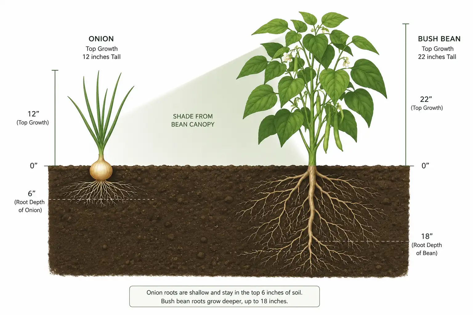 A bean row 22 inches tall casts shade across onion tops only 12 inches high, and bean roots reach 18 inches while onion roots stay in the top 6 inches