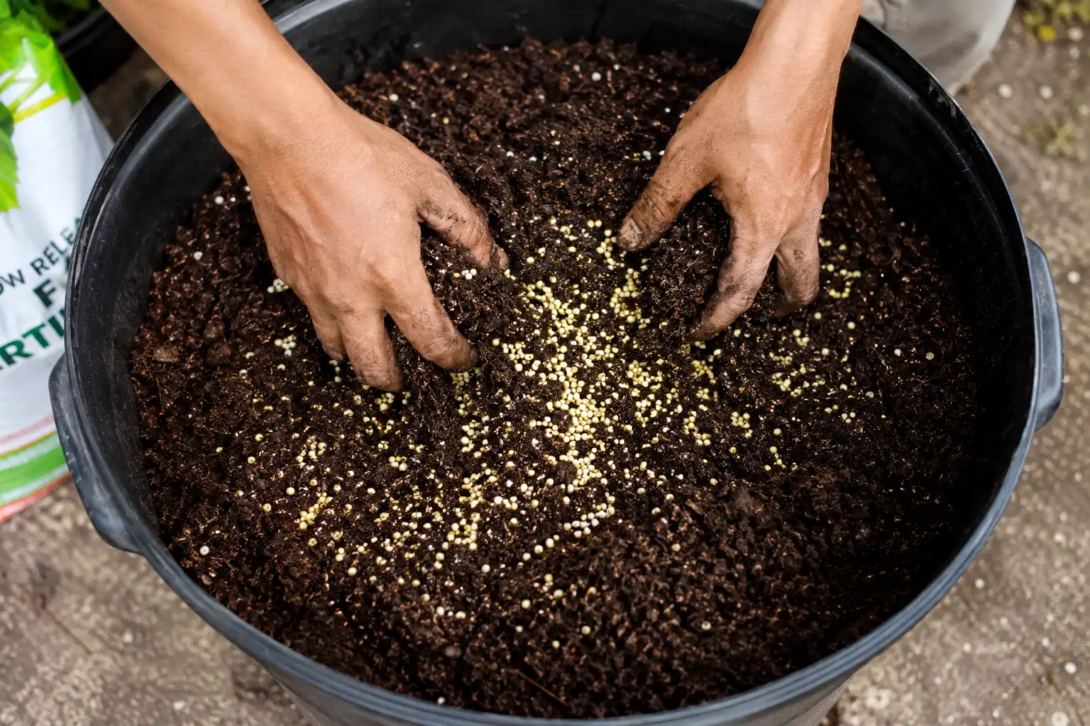 Coated fertilizer granules mixed evenly through the full depth of potting mix instead of dropped into the planting hole