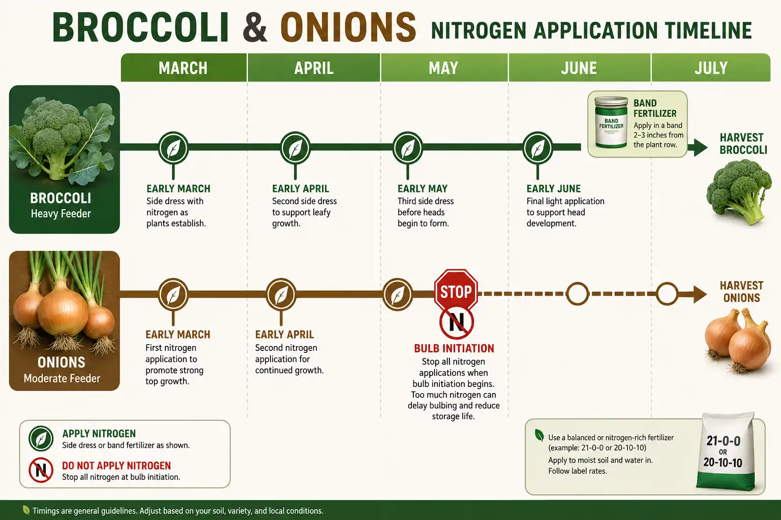 Timeline showing broccoli receiving banded nitrogen side-dressings through head formation while onion nitrogen stops at bulb initiation.