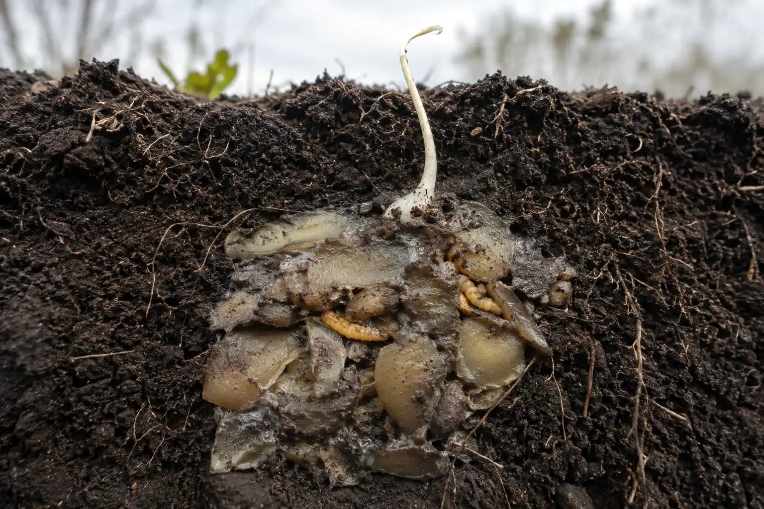Soil cutaway showing raw buried potato peels turning slimy while wireworm larvae feed on them and a volunteer potato sprout climbs toward the surface