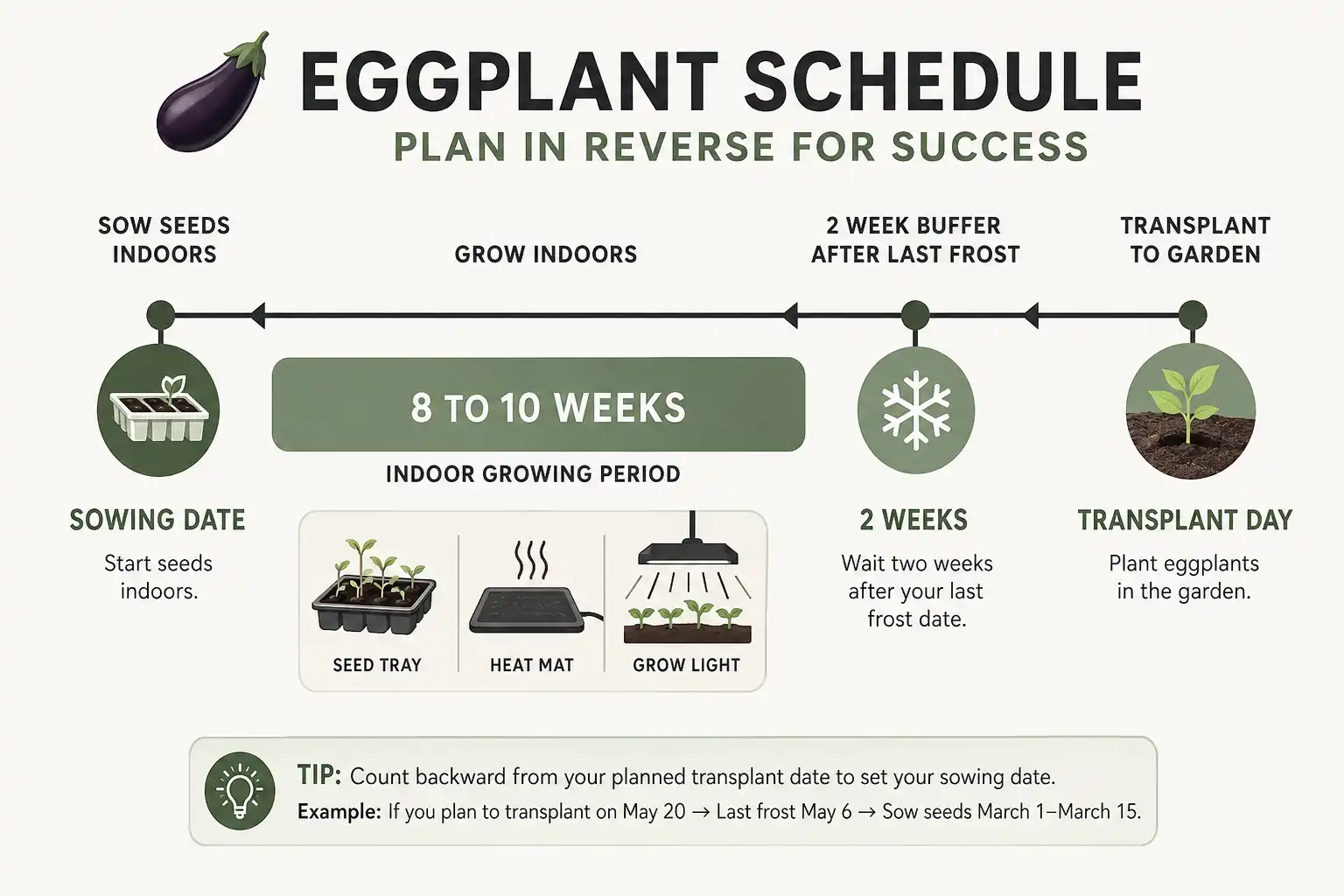 Eggplant seeds go into trays 8 to 10 weeks before a transplant date set 1 to 3 weeks past last frost