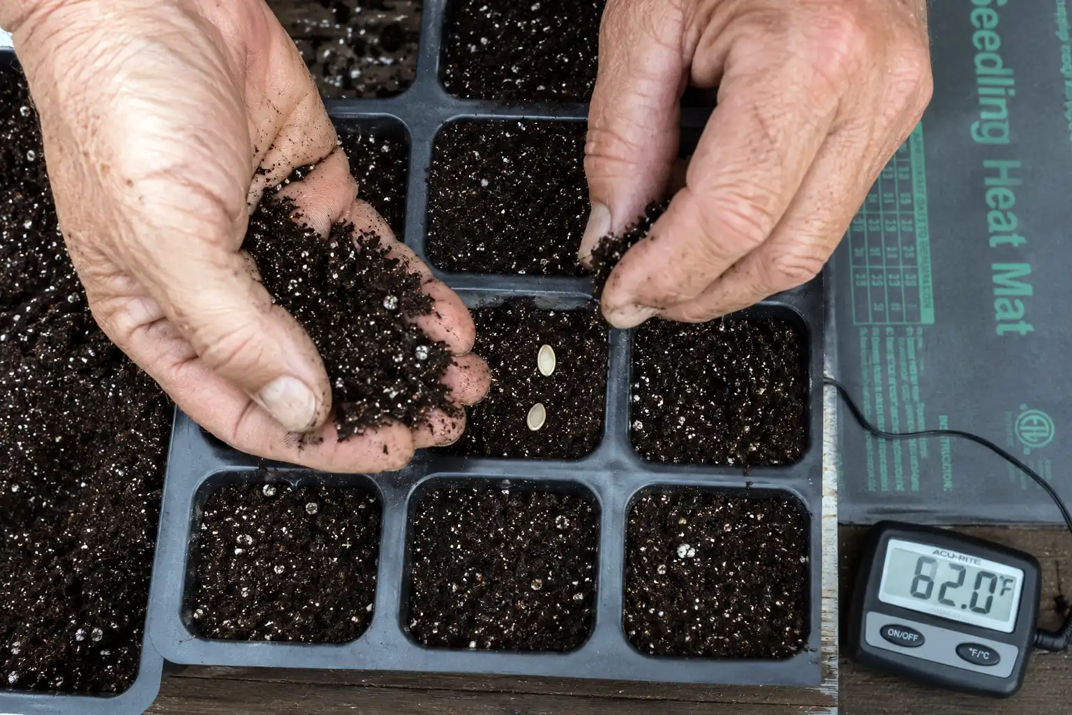 Farmer sifting a quarter inch of germination mix over two eggplant seeds in a cell tray on a heat mat reading 82 degrees