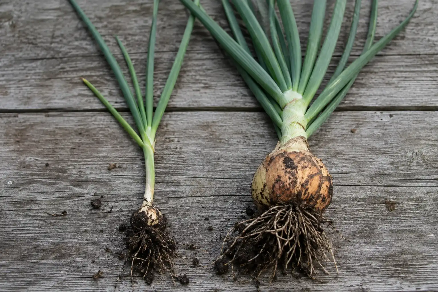 Two pulled onion plants compared side by side, the crowded plant with four leaves and a small bulb, the properly spaced plant with eight leaves and a large bulb.