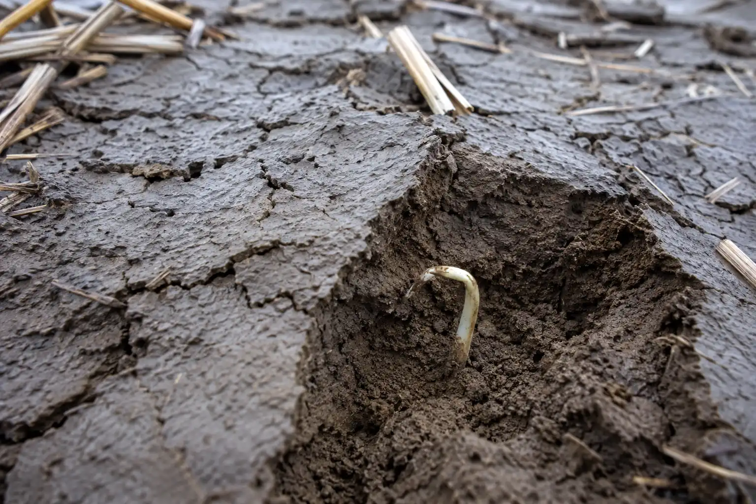 A rain crust blocks the coleoptile, leaving the pale shoot bent and folded under the soil surface instead of emerging as a green seedling