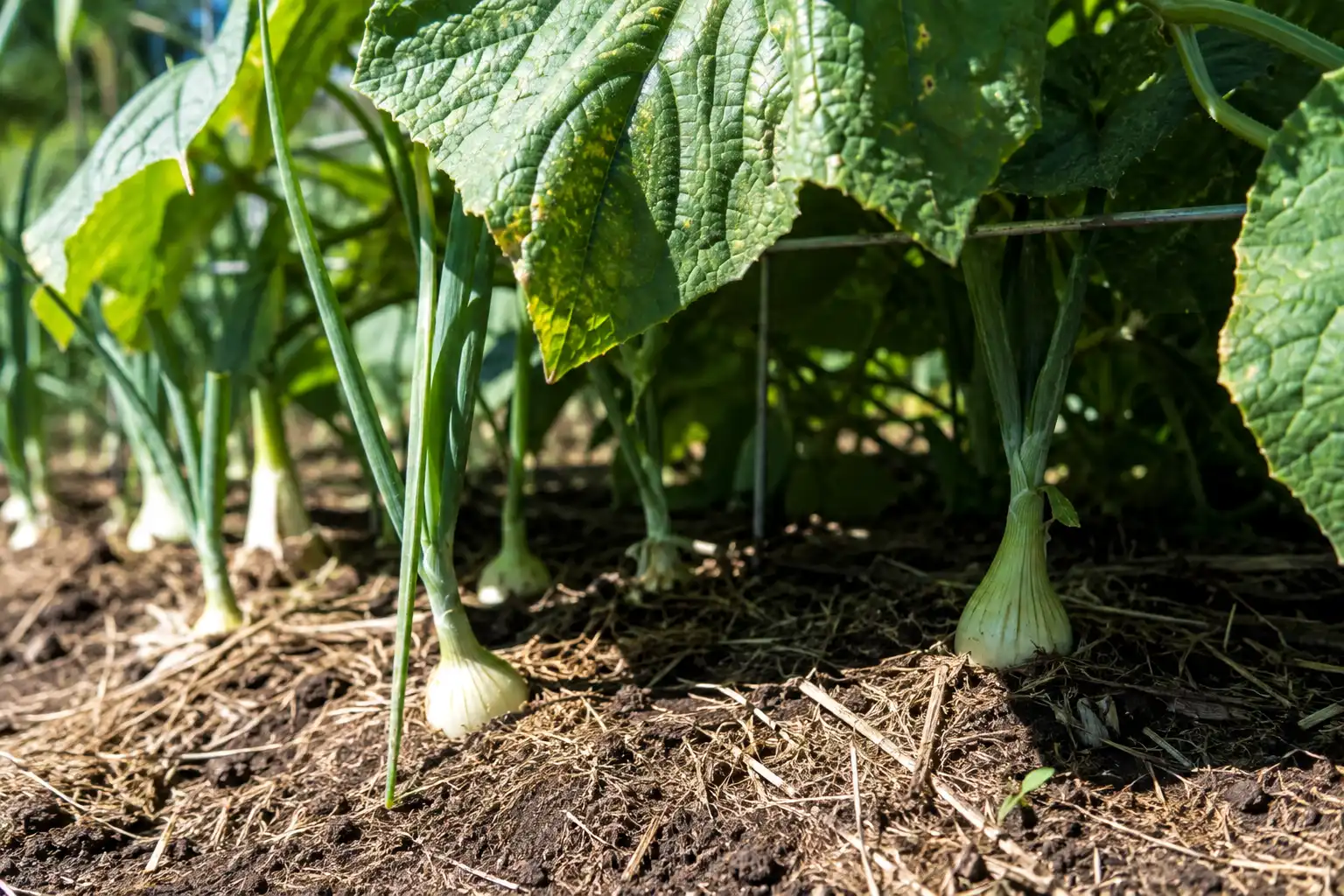 Large cucumber leaves reaching over an onion row cast shade that cuts leaf growth and reduces final bulb size