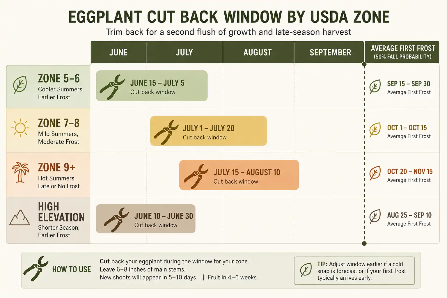 Infographic timeline of cut back windows by USDA zone, with early July for zones 5 to 6, mid to late July for zones 7 to 8, and August for zone 9 and warmer