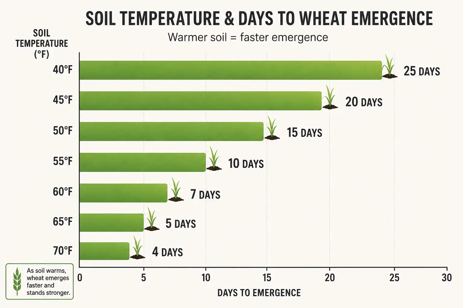 Winter wheat emerges in about five days at 65 degrees, eight days at 55 degrees, and as long as 25 days at 40 degrees