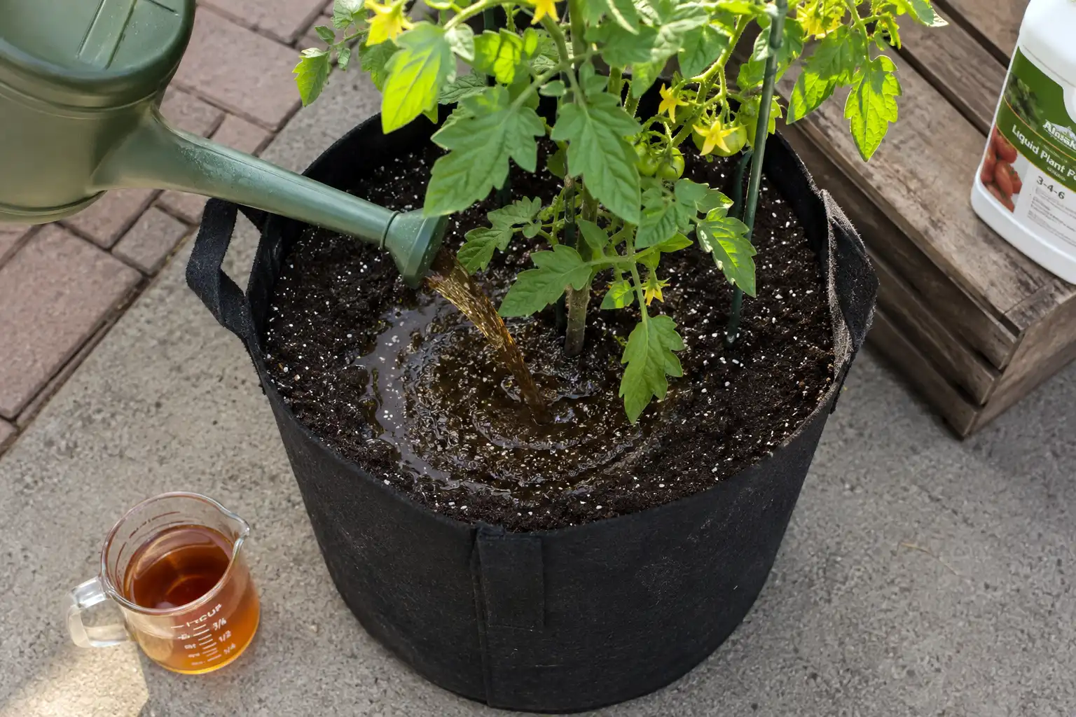 Container tomatoes take a half strength liquid feed every seven to ten days because frequent watering flushes nutrients straight out of the potting mix.