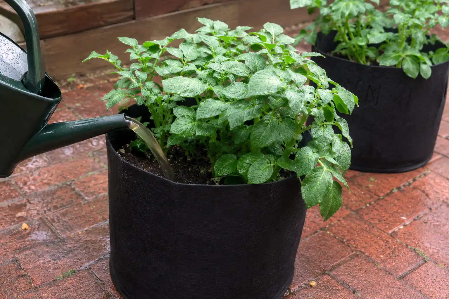 Half strength soluble feed goes into a potato grow bag every one to two weeks once shoots clear the surface.