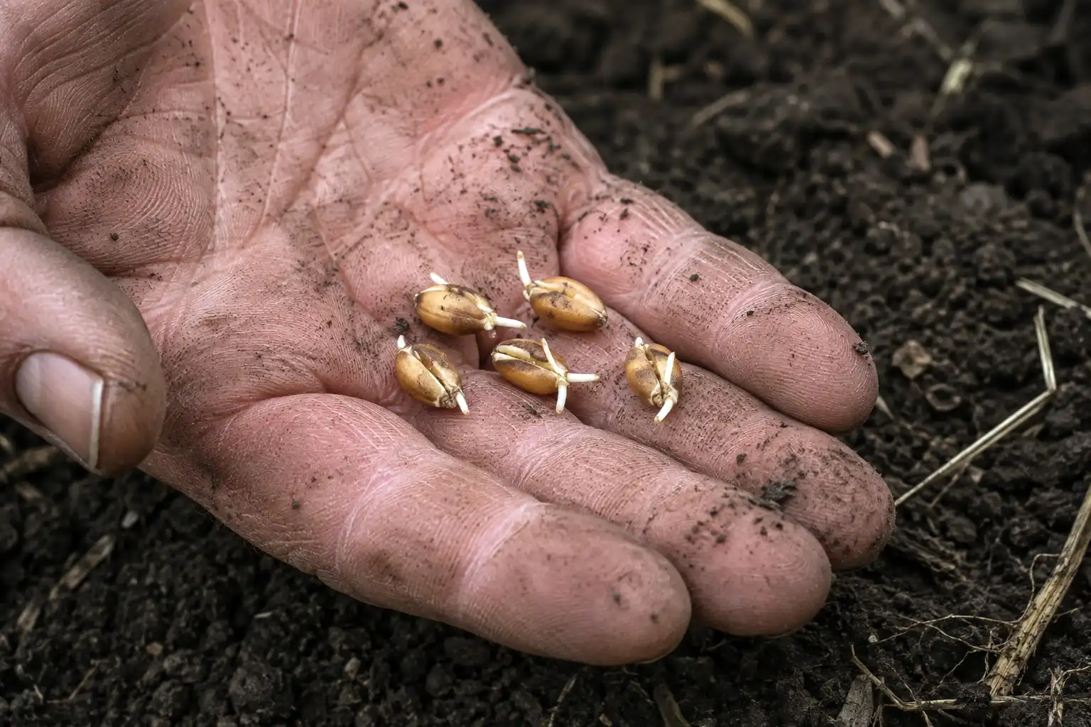 Healthy germinating wheat shows swollen kernels with short white roots and pale shoot tips, meaning the seed is alive and moving toward the surface