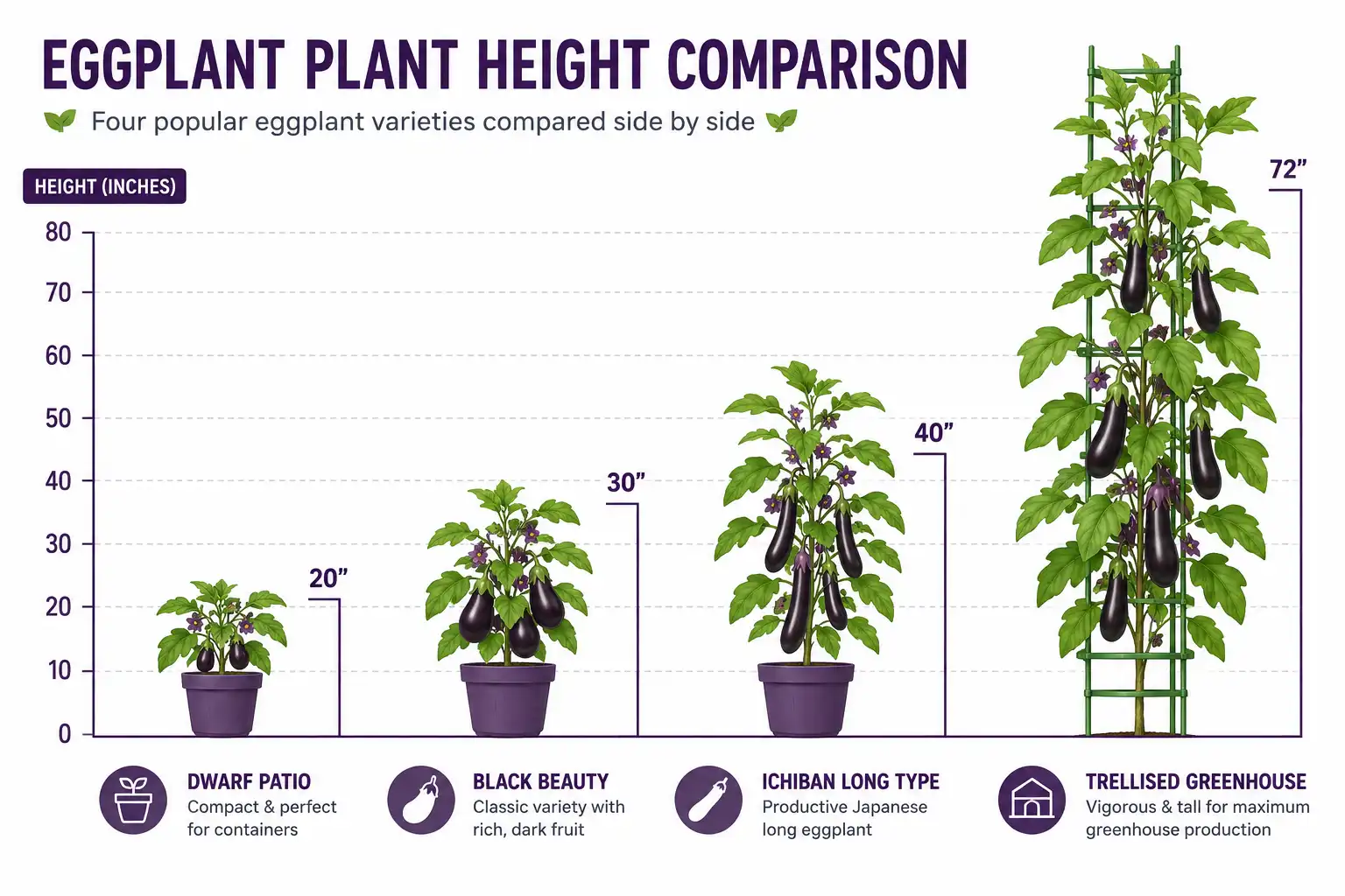 Size comparison showing dwarf eggplant at 20 inches, standard at 30 inches, Asian long type at 40 inches, and trellised greenhouse eggplant at 72 inches