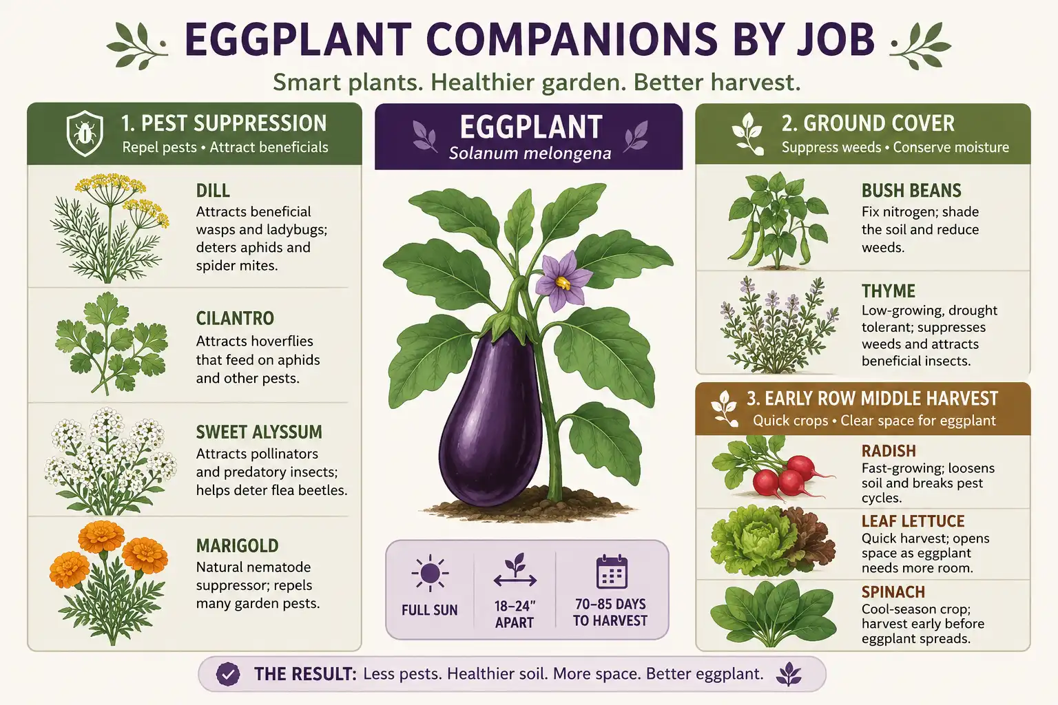 Chart grouping eggplant companions into three jobs: flowering herbs for pest predators, bush beans and thyme for ground cover, and radish, lettuce and spinach for early row middle harvest