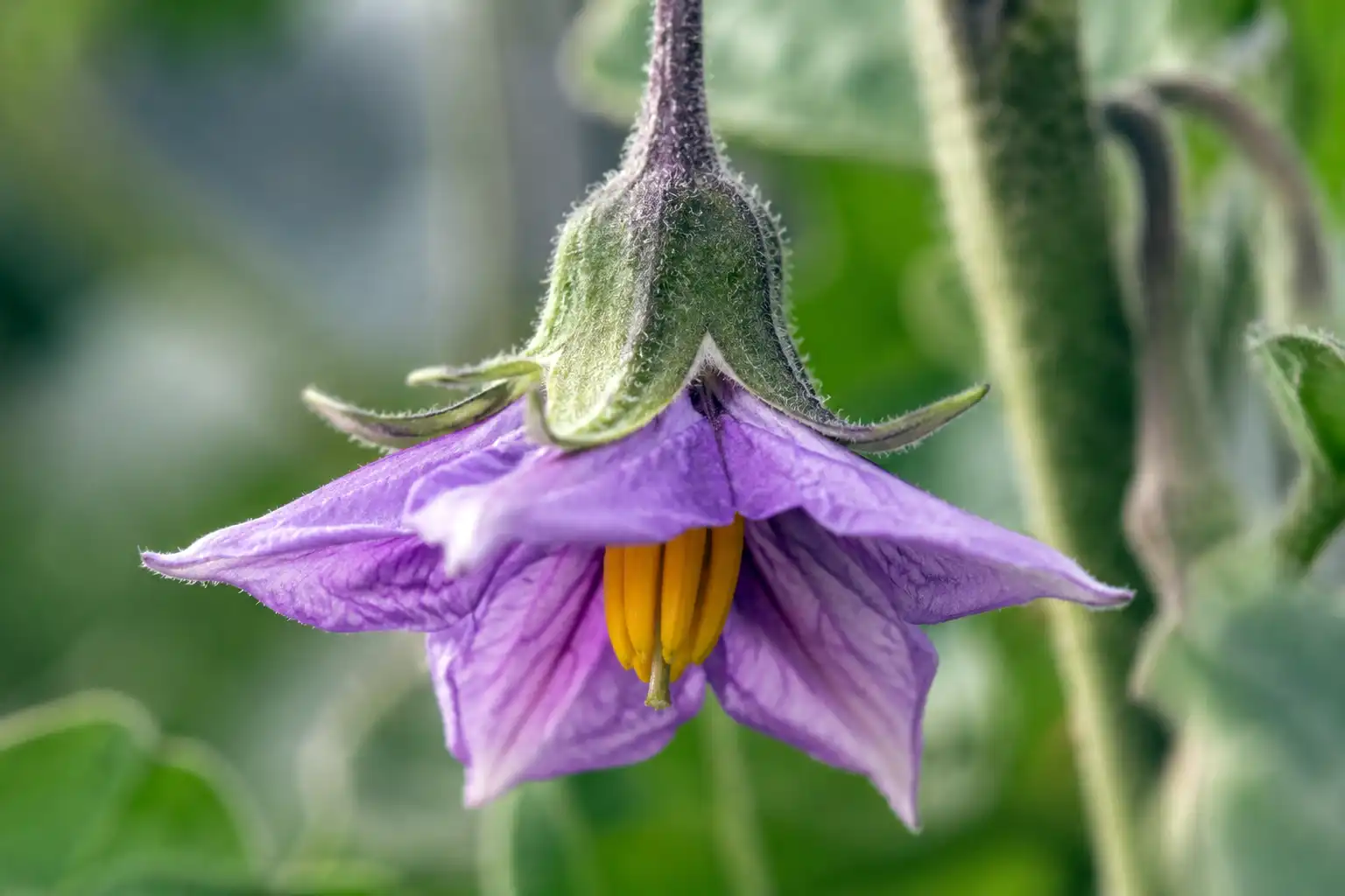 Single eggplant blossom hanging downward with five violet star shaped petals flared open around a bright yellow cone of anthers