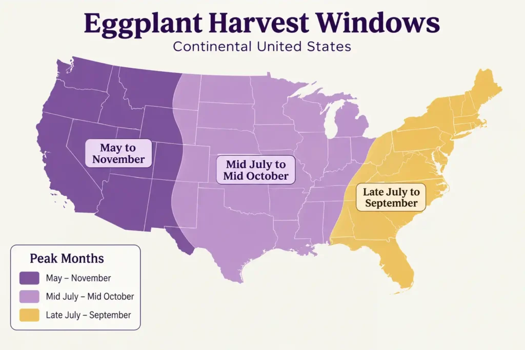 Map showing eggplant harvest windows by US region, from May through November in the Gulf Coast to late July through September in the Upper Midwest.