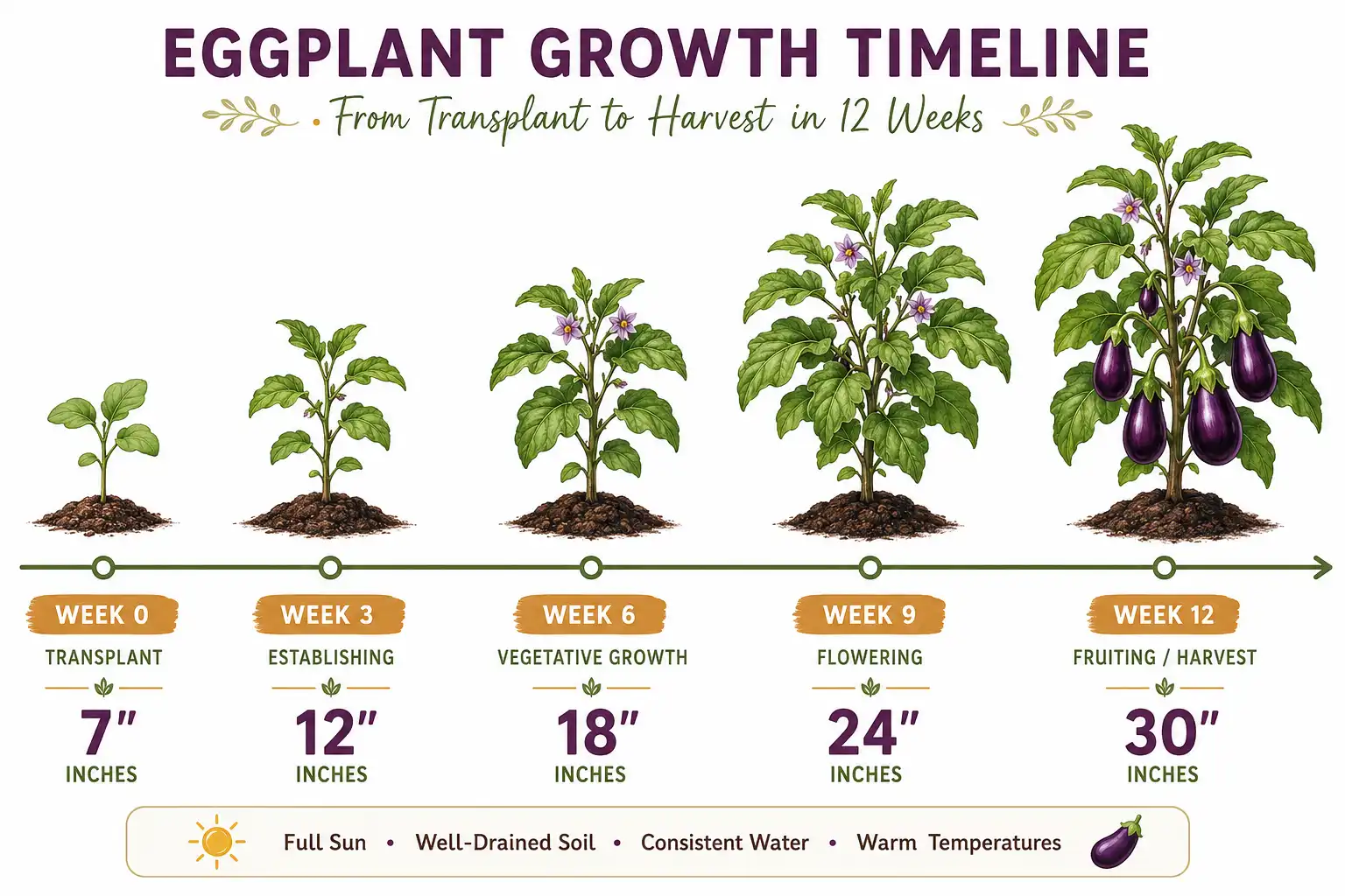 Timeline of eggplant growing from a 7 inch transplant to a 30 inch fruiting plant over 12 weeks