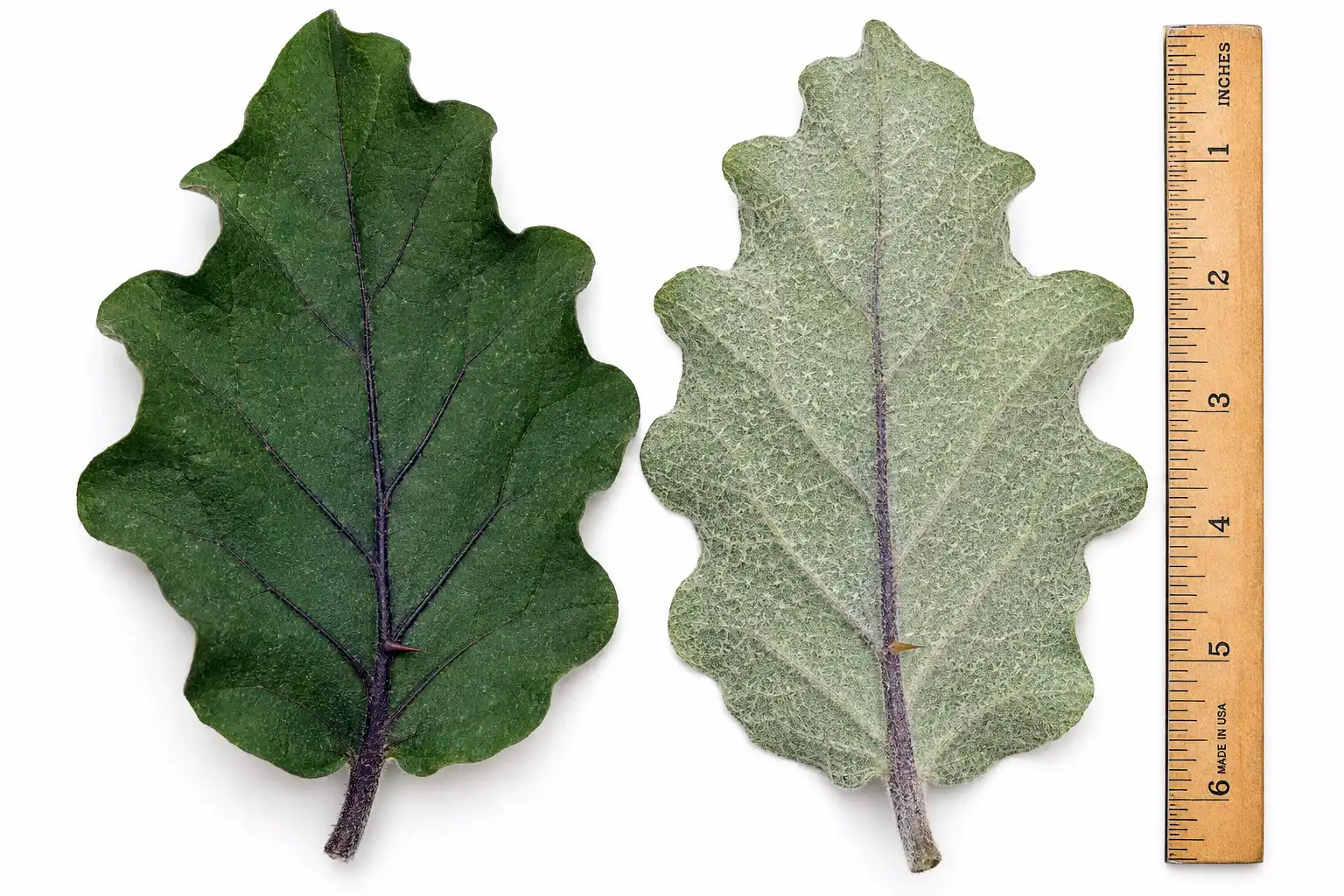 Two eggplant leaves beside a six inch ruler, one showing gray green lobed upper surface and one showing the pale fuzzy underside with a purple midrib